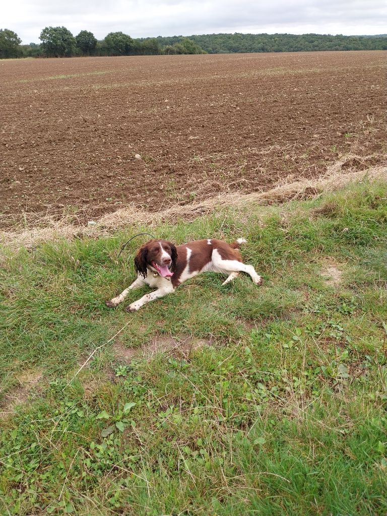 Les English Springer Spaniel de l'affixe Des Voix D'Hyris