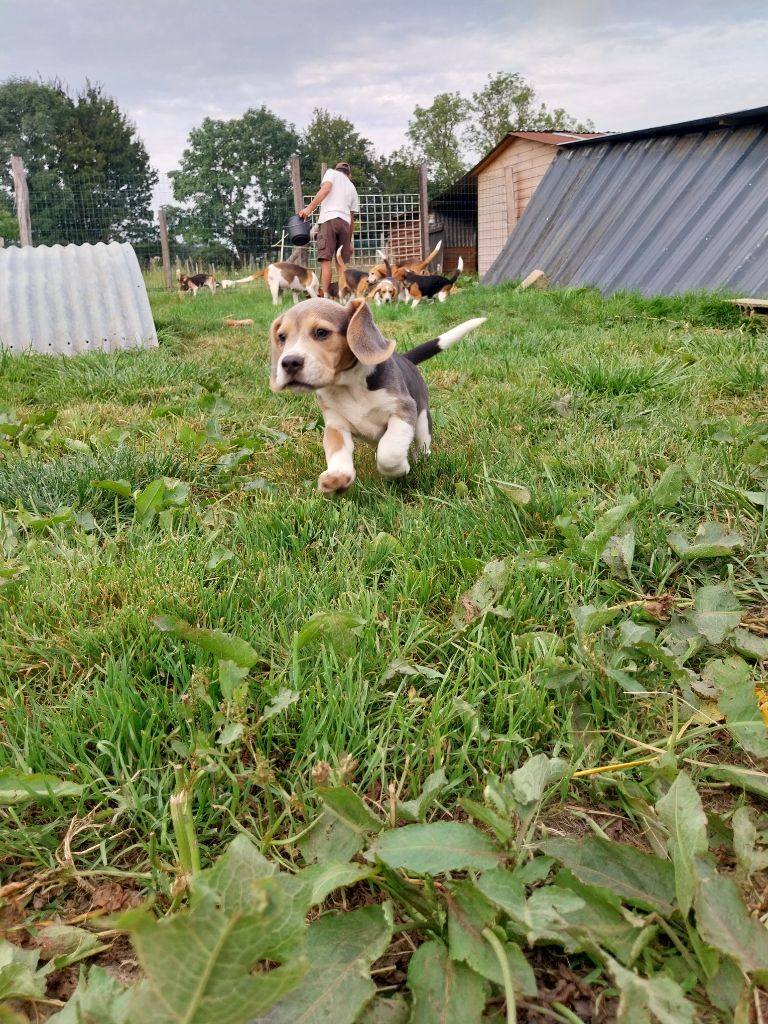 Les Beagle de l'affixe Des Voix D'Hyris