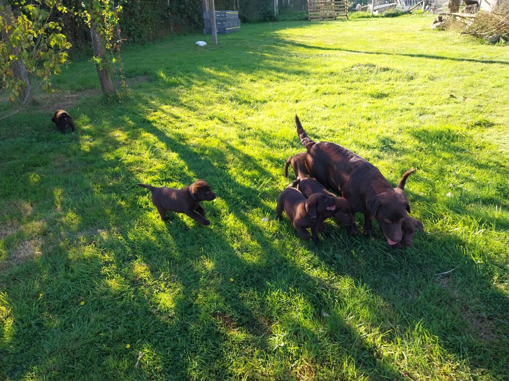 chiot Labrador Retriever Des Voix D'Hyris