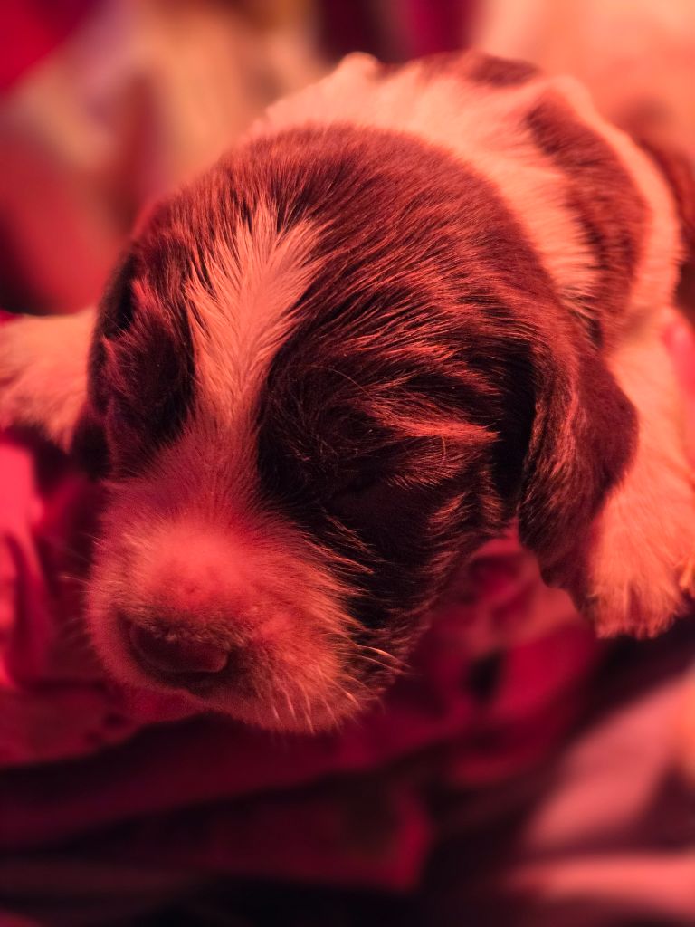 Des Voix D'Hyris - Chiots disponibles - English Springer Spaniel