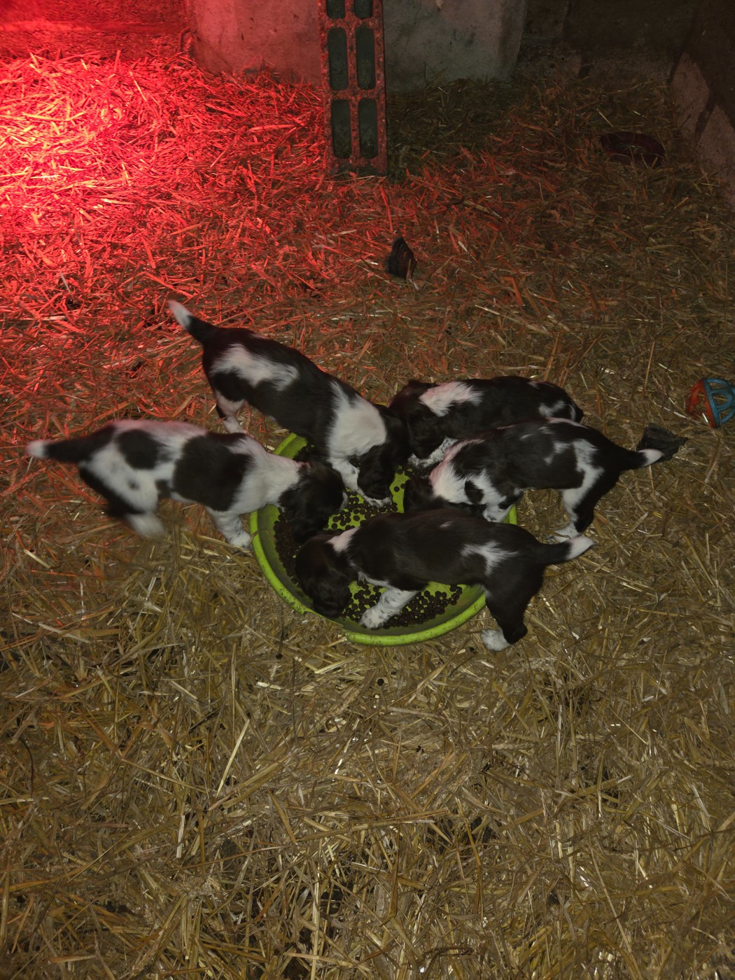 Des Voix D'Hyris - English Springer Spaniel - Portée née le 29/09/2025