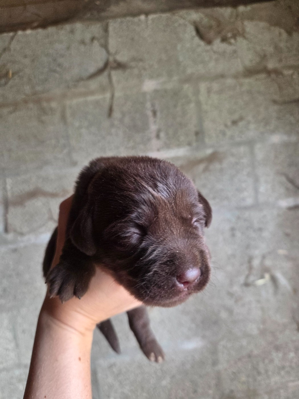 Des Voix D'Hyris - Chiots disponibles - Labrador Retriever