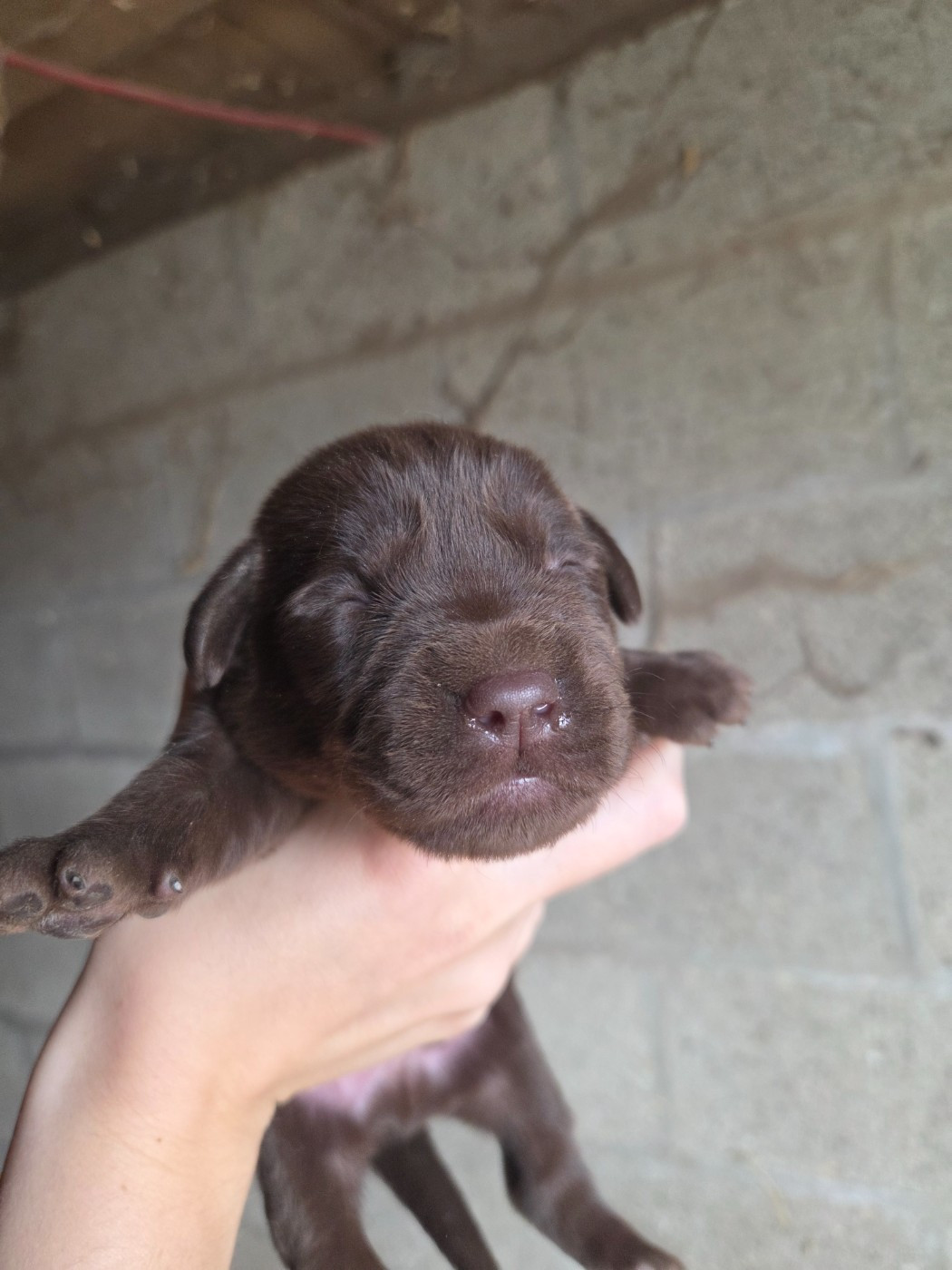 Des Voix D'Hyris - Chiots disponibles - Labrador Retriever