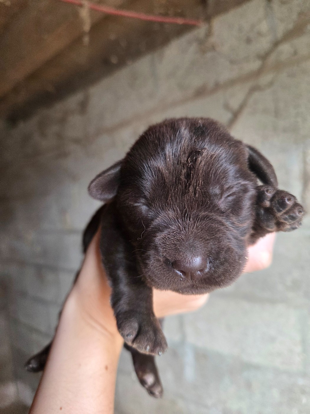 Des Voix D'Hyris - Chiots disponibles - Labrador Retriever