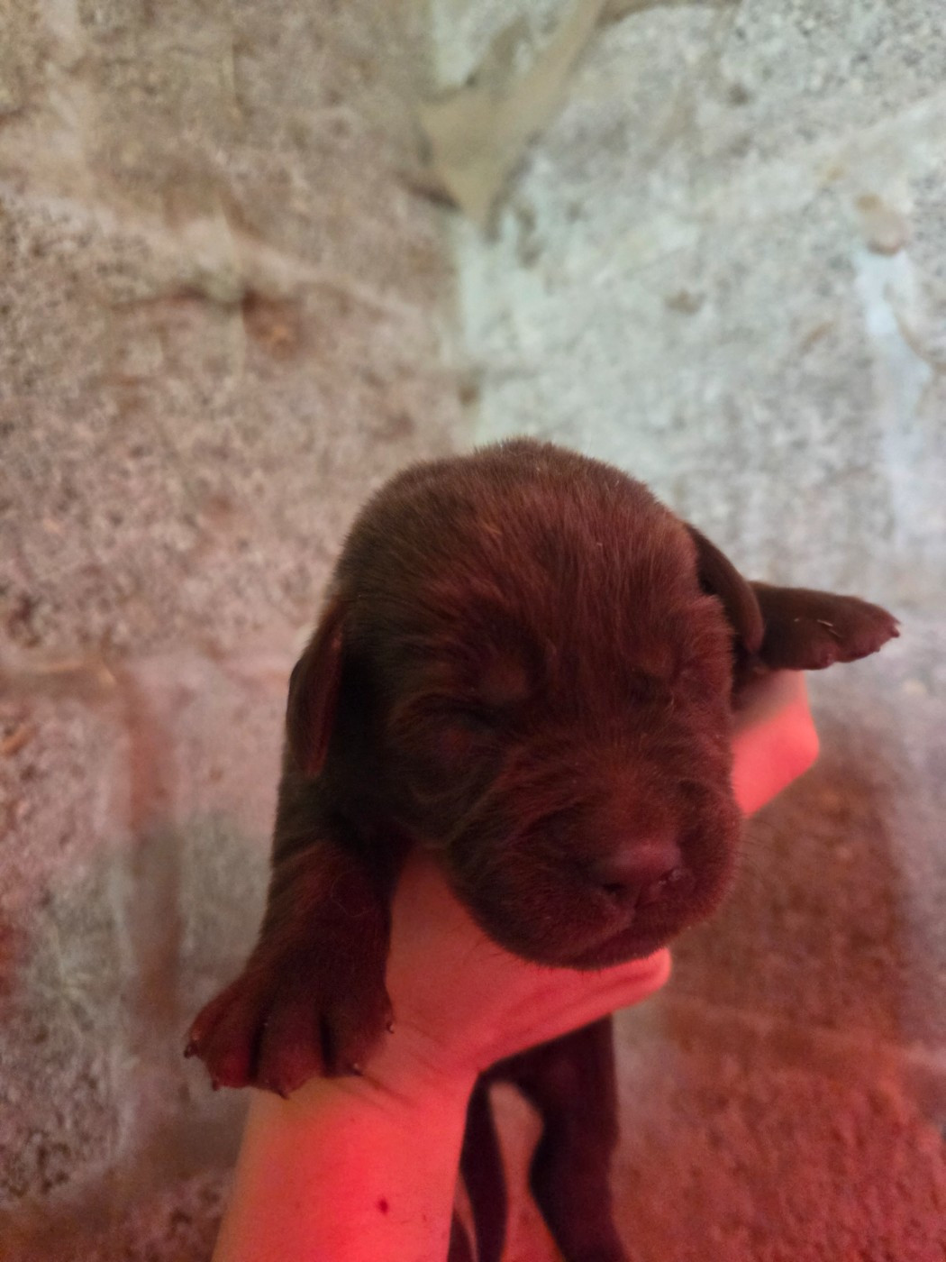 Des Voix D'Hyris - Chiots disponibles - Labrador Retriever