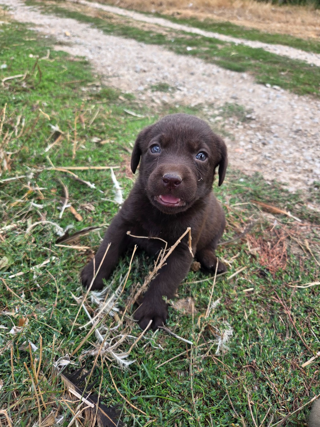 Des Voix D'Hyris - Chiots disponibles - Labrador Retriever