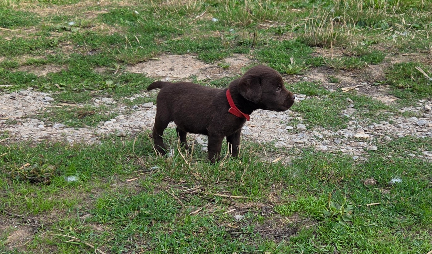 Des Voix D'Hyris - Chiots disponibles - Labrador Retriever