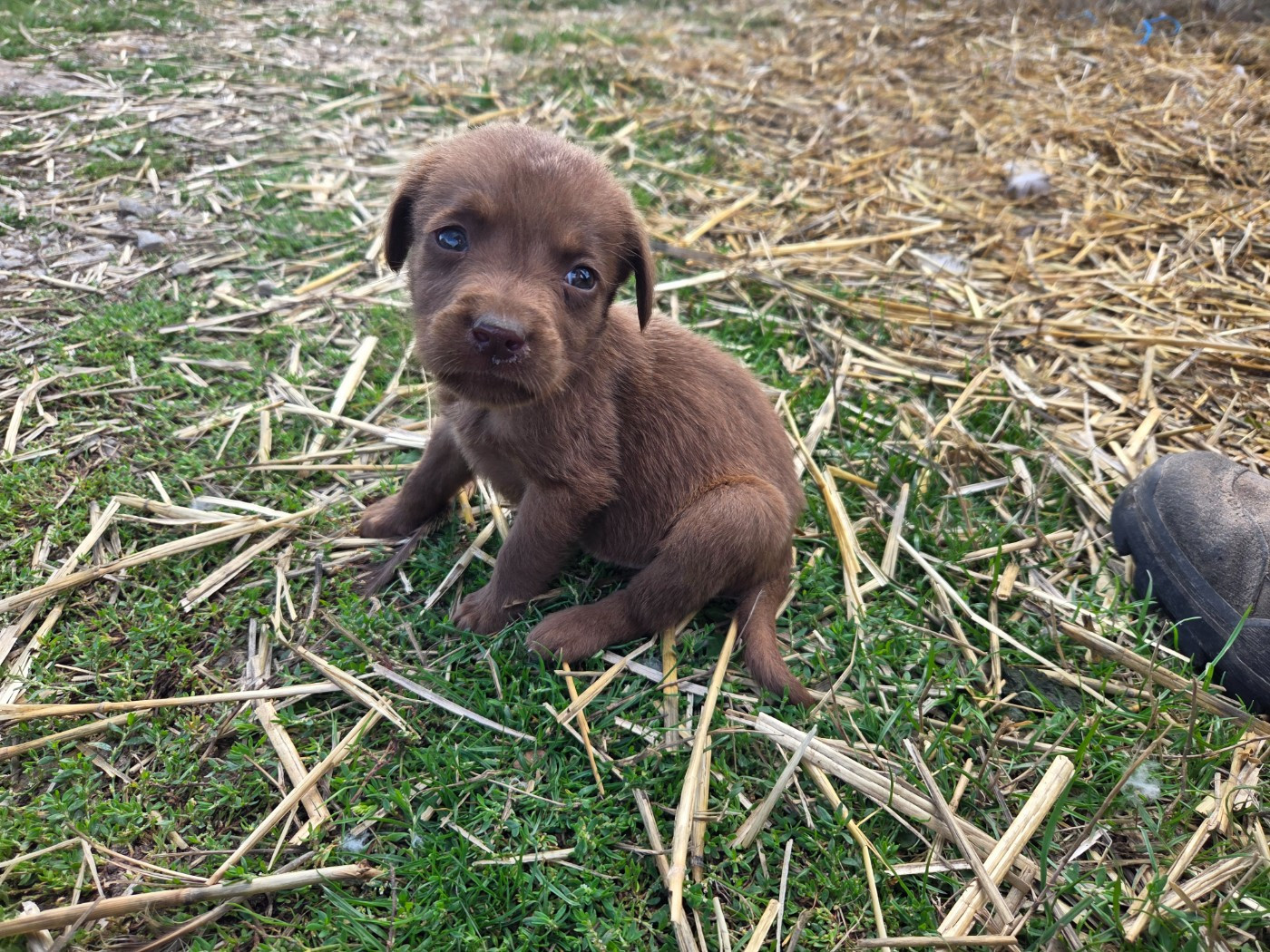 Des Voix D'Hyris - Chiots disponibles - Labrador Retriever