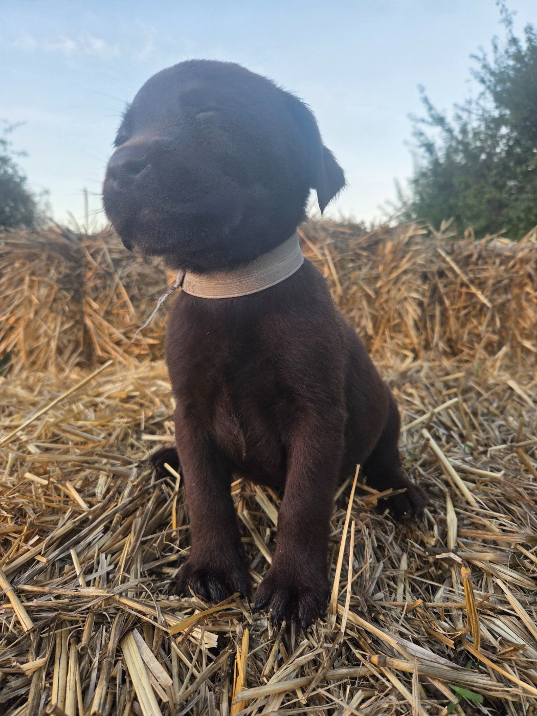 Des Voix D'Hyris - Chiots disponibles - Labrador Retriever