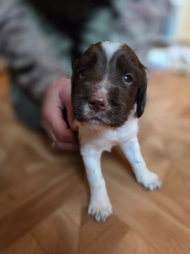 Des Voix D'Hyris - Chiots disponibles - English Springer Spaniel