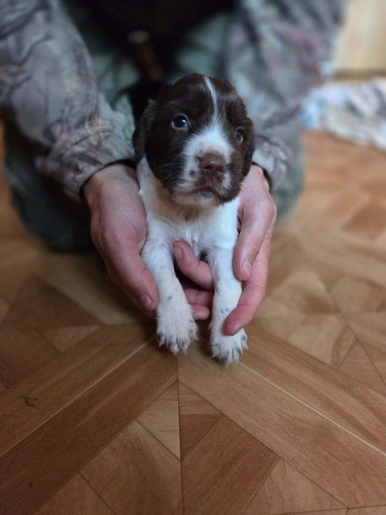 Des Voix D'Hyris - Chiots disponibles - English Springer Spaniel