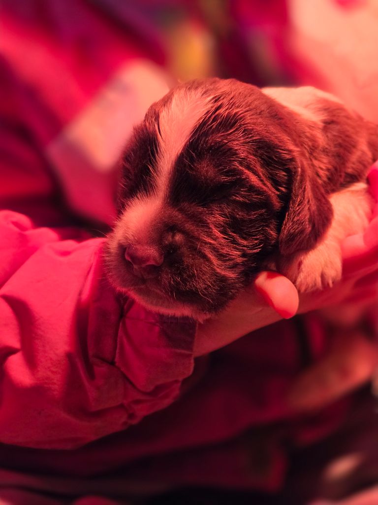 Des Voix D'Hyris - Chiots disponibles - English Springer Spaniel