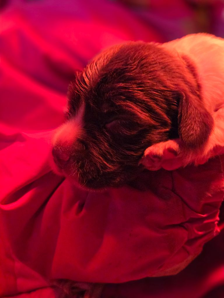 Des Voix D'Hyris - Chiots disponibles - English Springer Spaniel