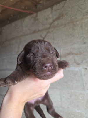 CHIOT 5
