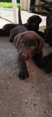 Tonka