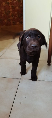 taz