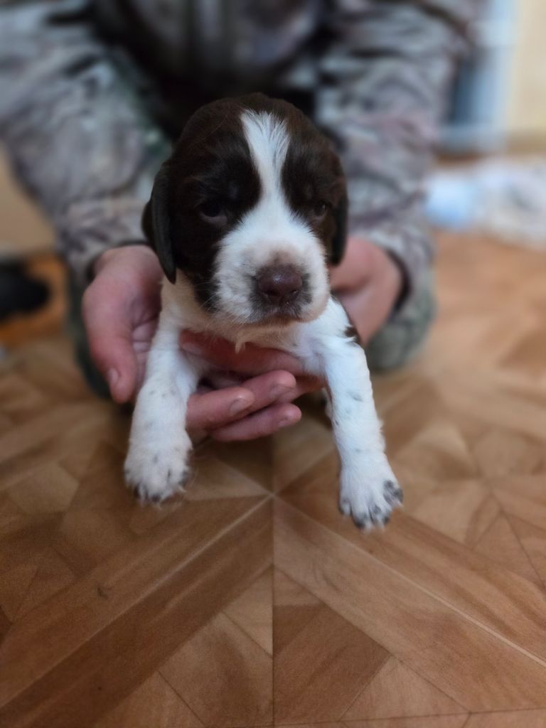 Des Voix D'Hyris - Chiots disponibles - English Springer Spaniel