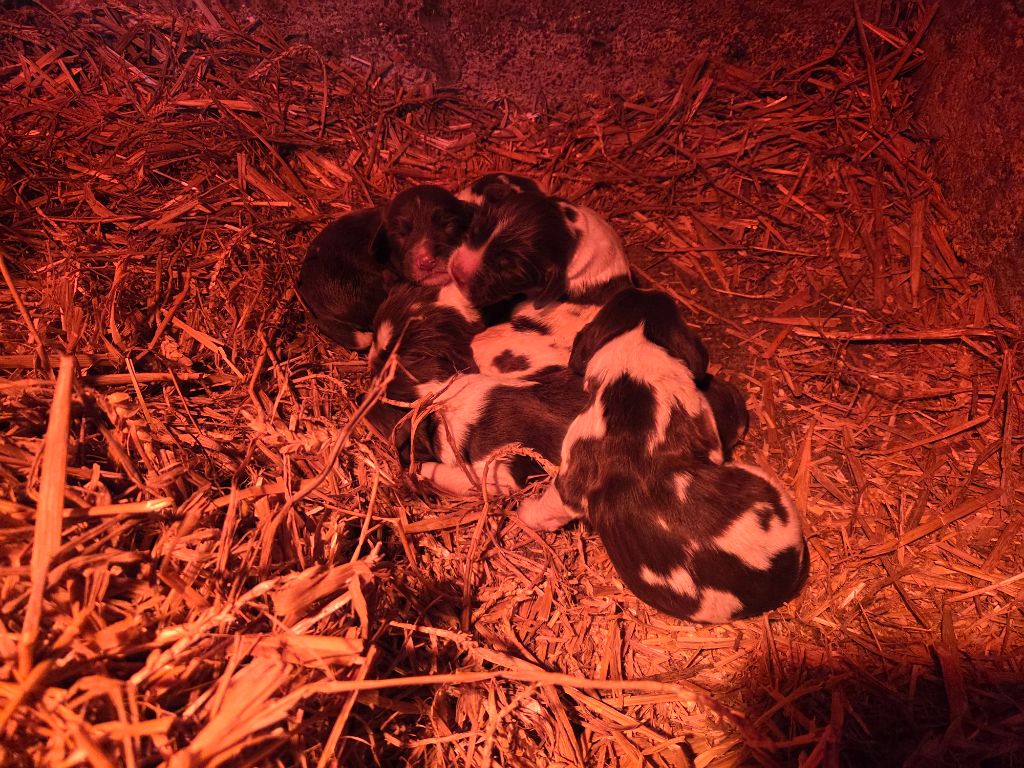 Chiot English Springer Spaniel Des Voix D'Hyris