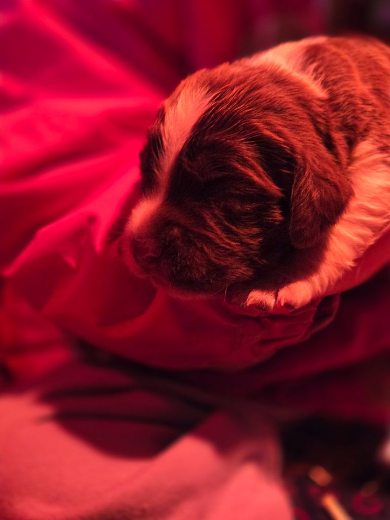 Des Voix D'Hyris - Chiots disponibles - English Springer Spaniel